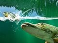 Logħba Żafżafa Pond onlajn Logħba Żafżafa Pond onlajn