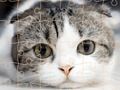 Logħba Ħin Puzzle Qtates  onlajn