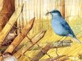 Logħba Għasafar: puzzles tal-arti  onlajn