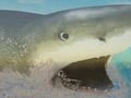 Logħba La Shark onlajn