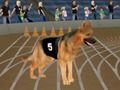 Logħba Crazy Dever Racing Racing Dog  onlajn