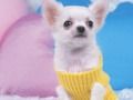 Logħba Puzzle tal-Puppy sabiħ  onlajn