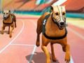 Logħba Crazy Dever Racing Racing Dog  onlajn