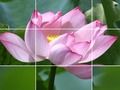 Logħba Fjuri tal-Lotus  onlajn