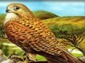 Logħba Puzzle tal-Għasafar tal-Priża  onlajn