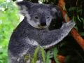 Logħba Ħelu Koala Bear  onlajn