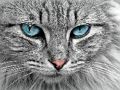 Logħba Jigsaw ta ’Cat Eye  onlajn