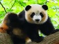 Logħba Panda tat-tarbija ħelu onlajn