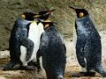 Logħba King Penguin Jigsaw onlajn