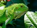 Logħba Iguana Selvaġġa  onlajn