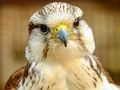 Logħba Gyrfalcon Jigsaw onlajn