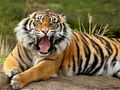 Logħba Annimali Jigsaw Puzzle Tiger  onlajn