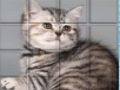 Logħba Cat Picpu onlajn
