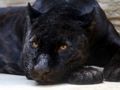 Logħba Black Panther Jigsaw onlajn