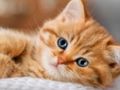Logħba Ġbir tal-Qtates Jigsaw Puzzle  onlajn
