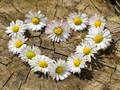 Logħba Jigsaw Qalb Daisy  onlajn