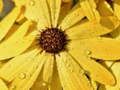 Logħba Petali tal-Fjura Raindrop Jigsaw  onlajn
