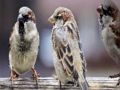 Logħba Jigsaw tal-Familja Sparrow  onlajn