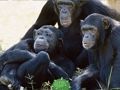 Logħba Umoristiċi Chimpanzee Jungle Escape  onlajn