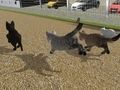 Logħba Mexxi Cat Cat Race  onlajn