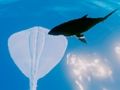 Logħba Stingrays tas-surfing  onlajn