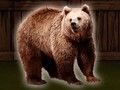 Logħba Salv L-Ors Grizzly  onlajn