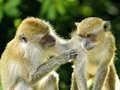 Logħba Monkey Jigsaw onlajn