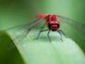 Logħba Dragon Fly Jigsaw onlajn