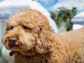Logħba Labradoodle Puzzle  onlajn