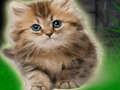 Logħba Koppja Kitten Escape  onlajn