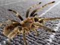 Logħba Differenza Moħbija Spider  onlajn