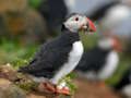 Logħba Puffin Bird Jigsaw onlajn