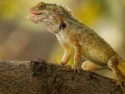 Logħba Jigsaw Ġnien Lizard  onlajn