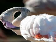 Logħba Flamingo Bird Jigsaw onlajn