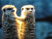 Logħba Koppja Meerkat jigsaw  onlajn