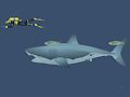 Logħba Shark Mad  onlajn
