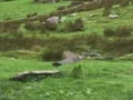 Logħba Pigeons Hunting onlajn