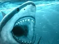 Logħba Hungry Shark onlajn
