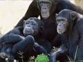 Logħba Funny Chimpanzee Jungle Escape onlajn