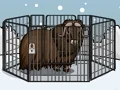 Logħba Rescue The Musk Ox onlajn