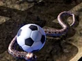 Logħba Python Snake Simulator onlajn