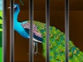 Logħba Liberate the Caged Beauty onlajn
