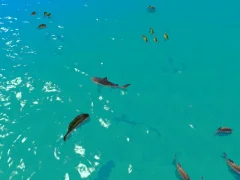 Logħba Hungry Shark Hunt onlajn