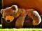 Logħba Plush Teddy Bear onlajn