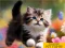 Logħba Puzzle Sliding Kittens onlajn