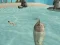 Logħba Shark Simulator Beach Killer onlajn