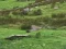 Logħba Pigeons Hunting onlajn
