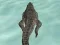 Logħba Crocodile Simulator Beach Hunt onlajn