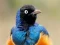 Logħba Animal Puzzle: Wildlife & Logic onlajn