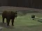 Logħba Bear Den onlajn